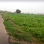 Farm Land for Farm House for sale in Gurgaon