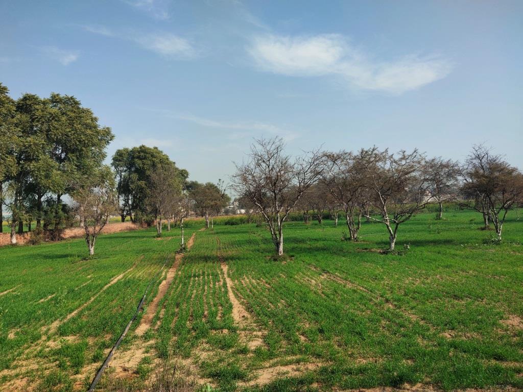 6.29Acres Farm Land For Sale With Frontage On Tar Road Gurgaon