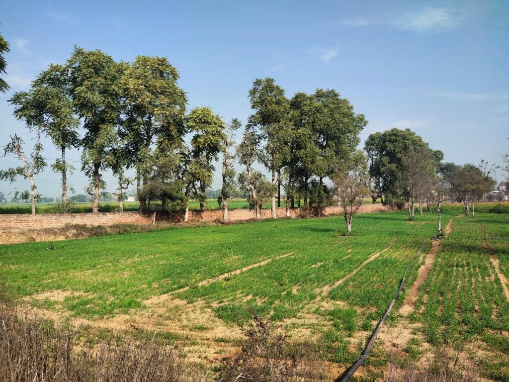 6.29Acres Farm Land For Sale With Frontage On Tar Road Gurgaon