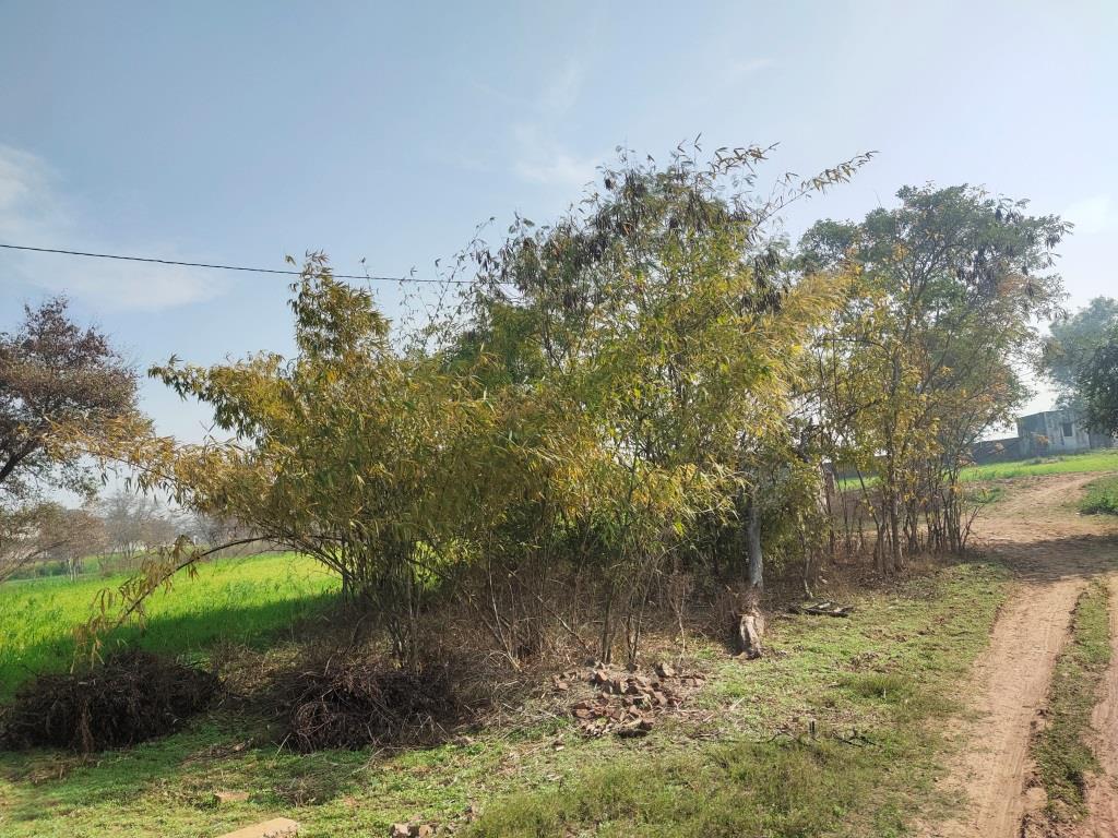 6.29Acres Farm Land For Sale With Frontage On Tar Road Gurgaon