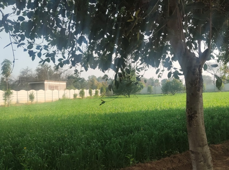 Agricultural Farm Land Farmhouse For Sale Near Sultanpur Lake Gurgaon