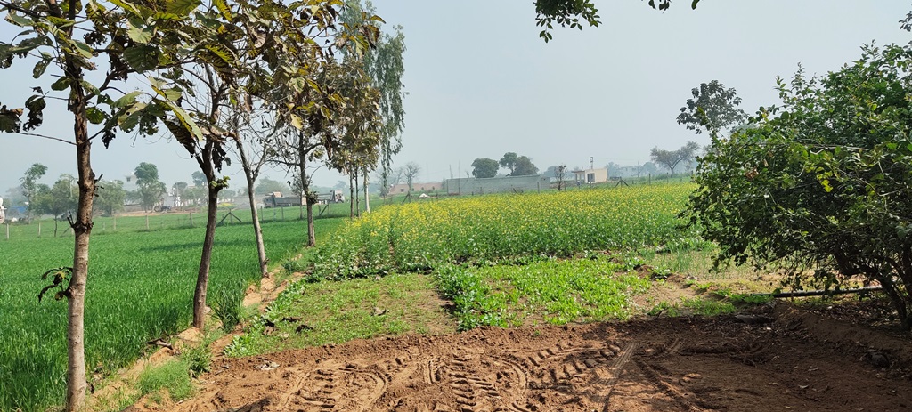 Agriculture Farm Land Cum Farmhouse For Sale At Pataudi Farukhnagar Road Gurgaon Haryana