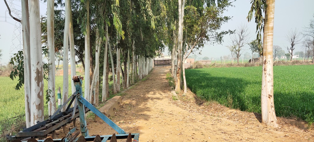 Agriculture Farm Land Cum Farmhouse For Sale At Pataudi Farukhnagar Road Gurgaon Haryana