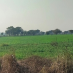 Agriculture Farm Land For Sale Near Pataudi