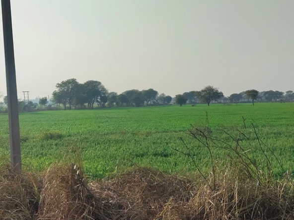 Agriculture Farm Land For Sale Near Pataudi