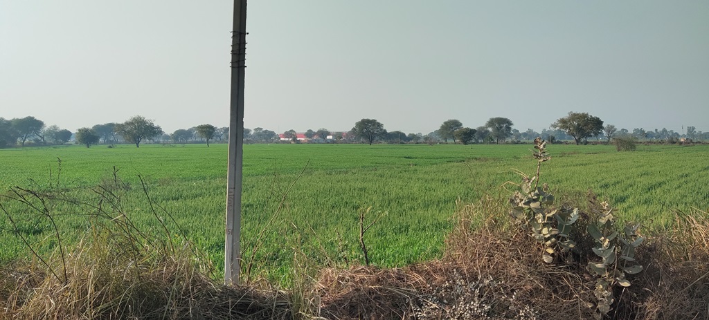 Agriculture Farm Land For Sale Near Pataudi