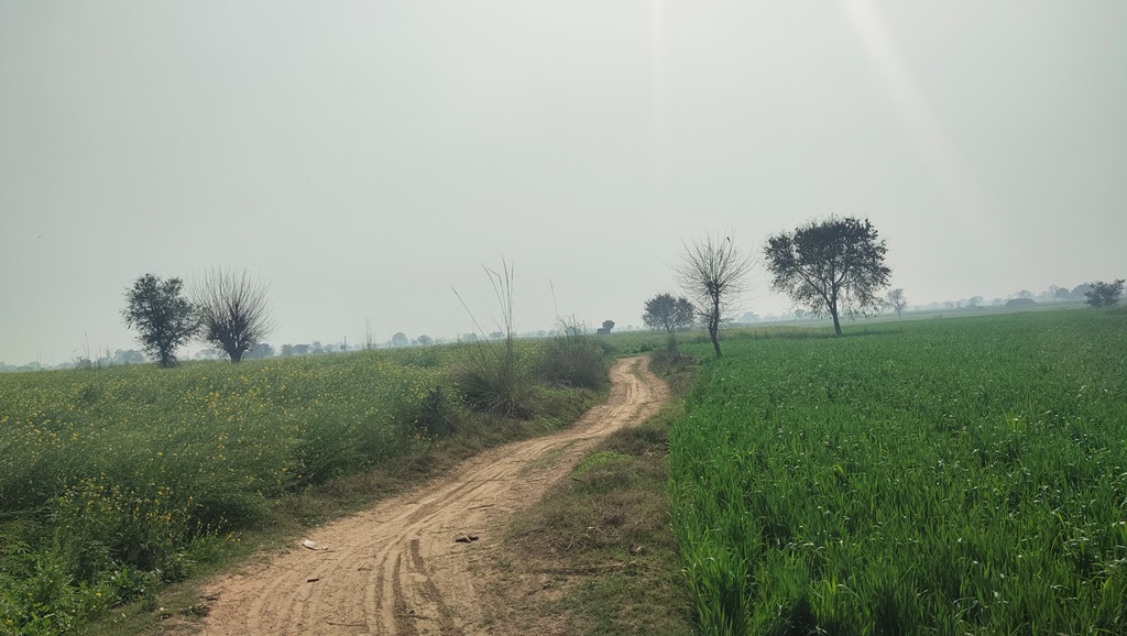 Agriculture Farm Land For Sale Near Pataudi At Ser Sah Suri Marg