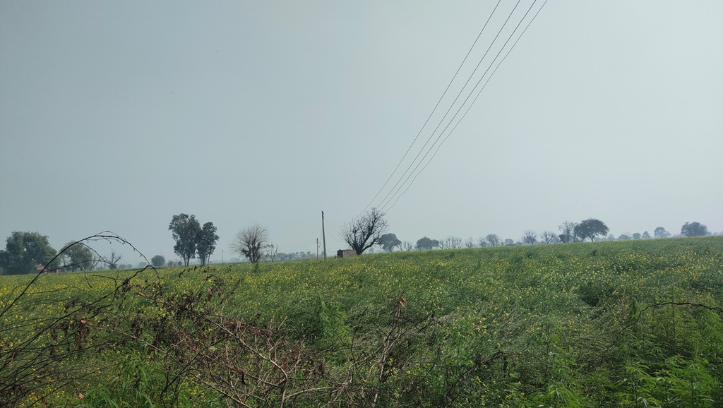 Agriculture Farm Land For Sale Near Pataudi At Ser Sah Suri Marg