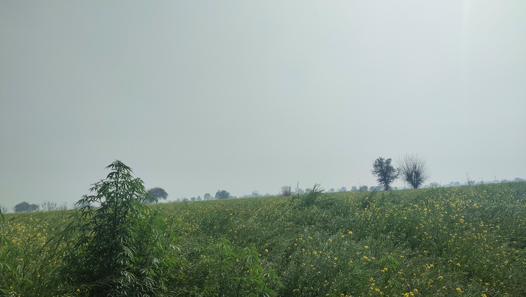 Agriculture Farm Land For Sale Near Pataudi At Ser Sah Suri Marg