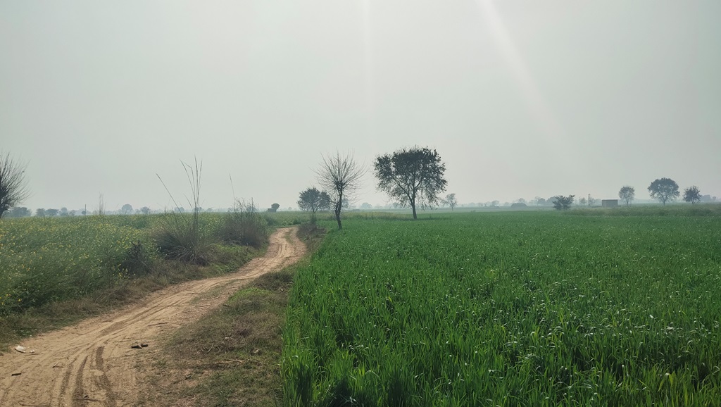 Agriculture Farm Land For Sale Near Pataudi At Ser Sah Suri Marg