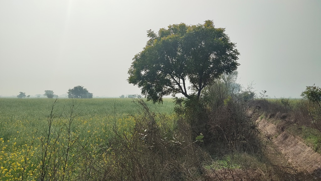Agriculture Farm Land For Sale Near Pataudi Road