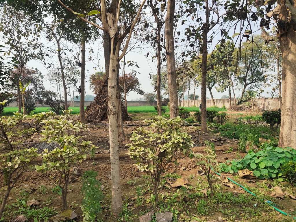 Agriculture Land For Sale At Pataudi Road Farmhouse For Sale In Pataudi Gurgaon