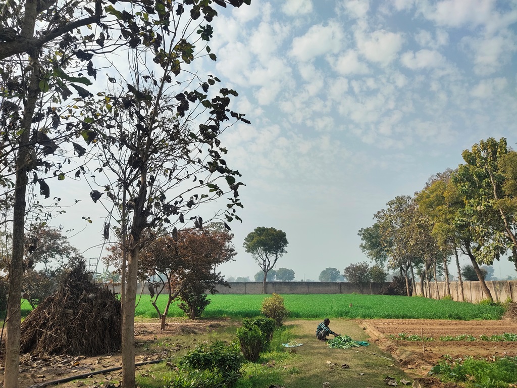 Agriculture Land For Sale At Pataudi Road Farmhouse For Sale In Pataudi Gurgaon