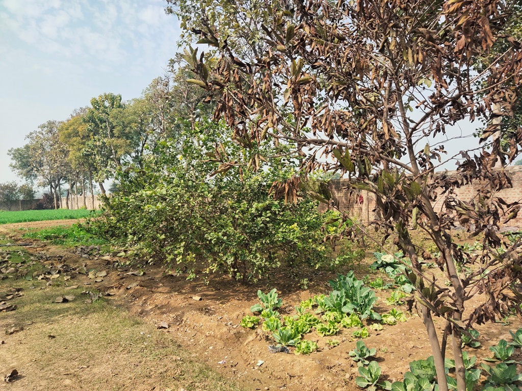 Agriculture Land For Sale At Pataudi Road Farmhouse For Sale In Pataudi Gurgaon