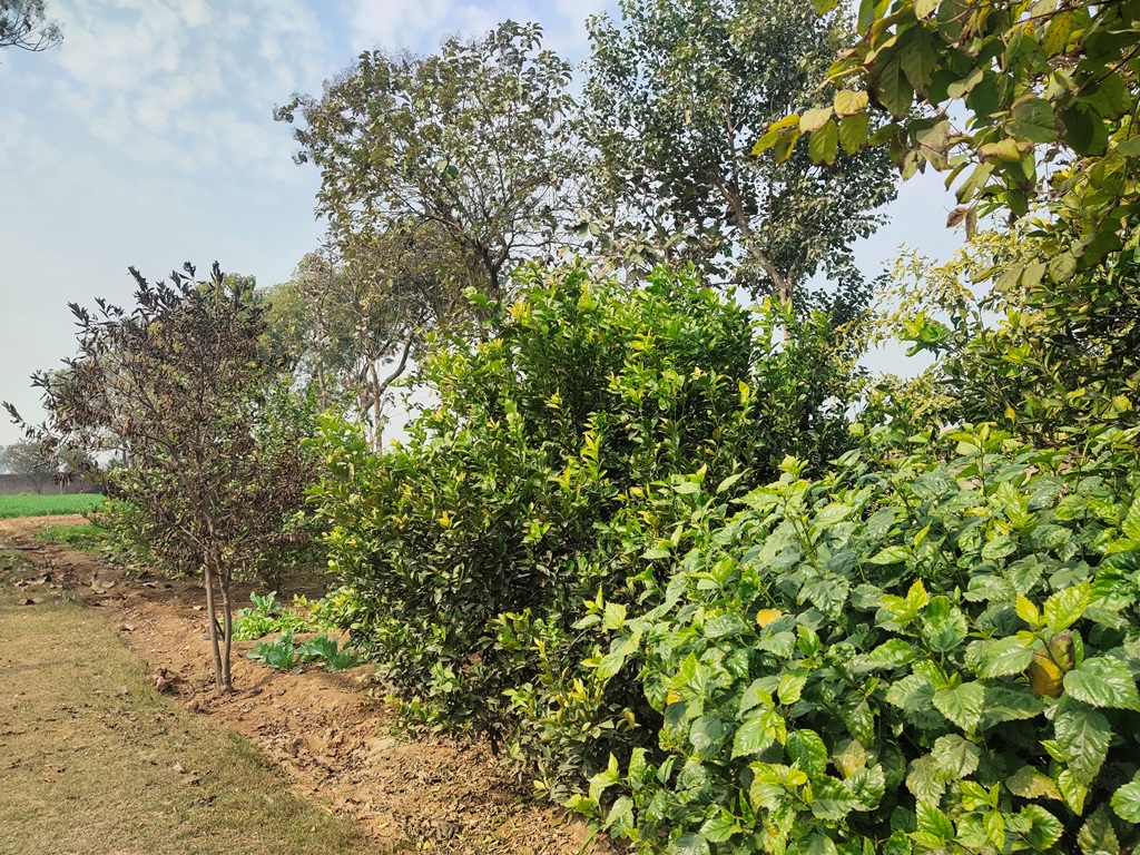 Agriculture Land For Sale At Pataudi Road Farmhouse For Sale In Pataudi Gurgaon