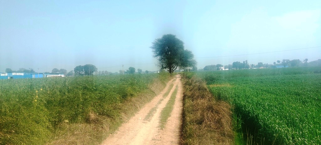 Agriculture Land For Sale Near Pataudi Gurgaon