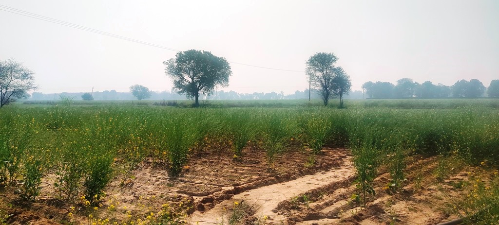 Agriculture Land For Sale Near Pataudi Gurgaon