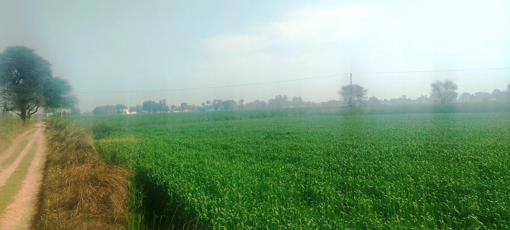 Agriculture Land For Sale Near Pataudi Gurgaon