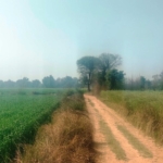 Agriculture Land For Sale Near Pataudi Gurgaon