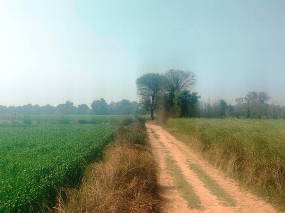 Agriculture Land For Sale Near Pataudi Gurgaon