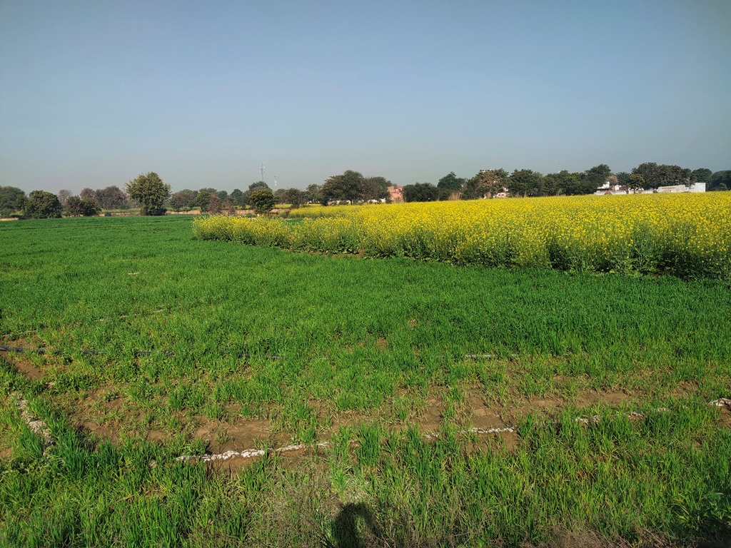 Agriculture Land For Sale With Frontage On Tar Road 5Acres Near Bawal Rewari