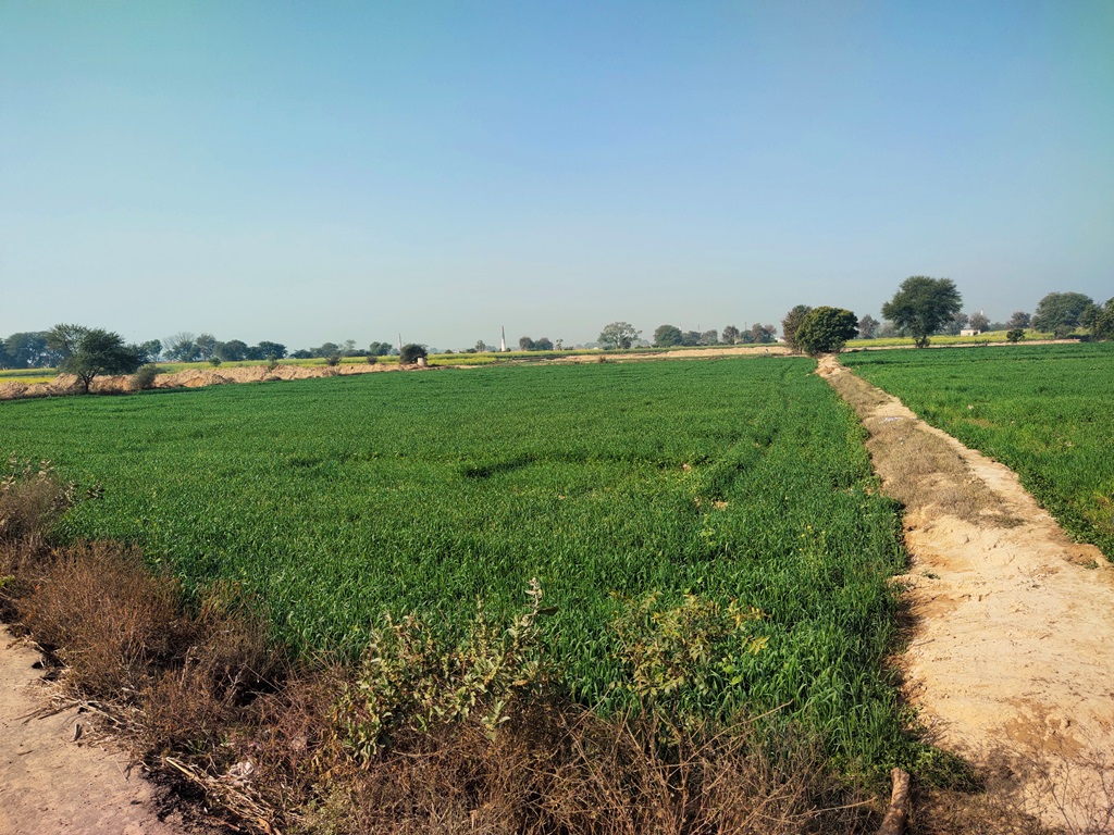 Agriculture Land For Sale With Frontage On Tar Road 5Acres Near Bawal Rewari