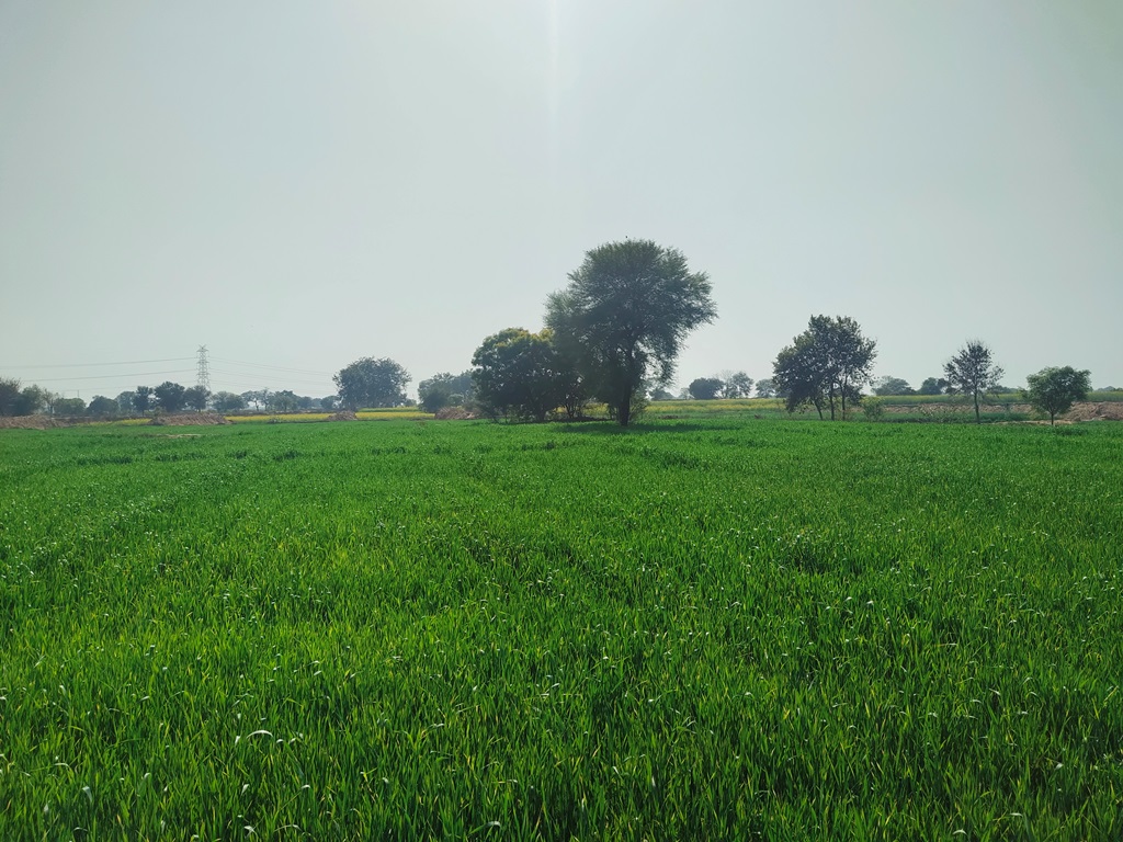 Agriculture Land For Sale With Frontage On Tar Road 5Acres Near Bawal Rewari