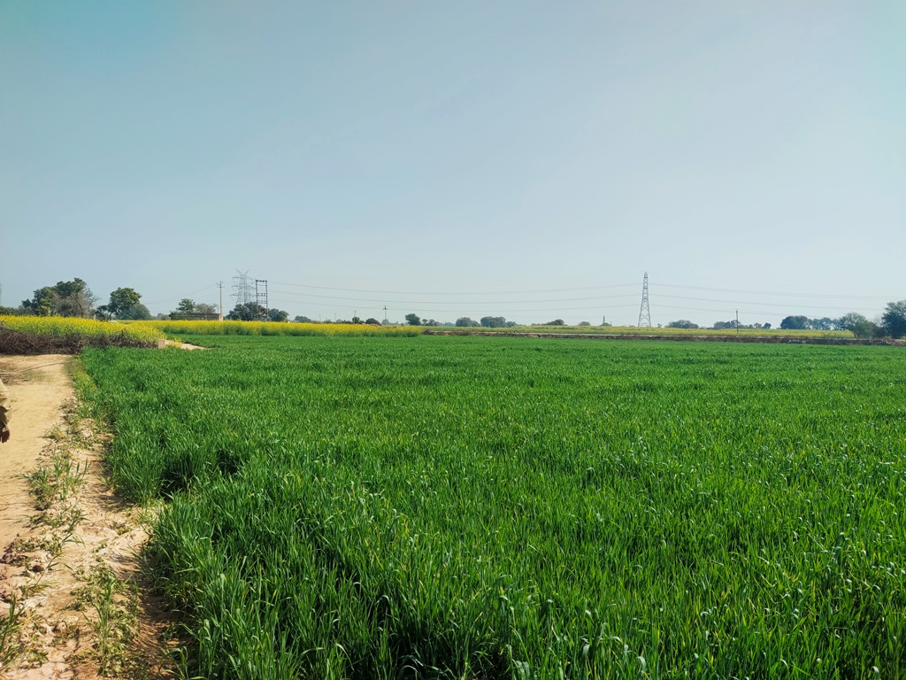 Agriculture Land For Sale With Frontage On Tar Road 5Acres Near Bawal Rewari