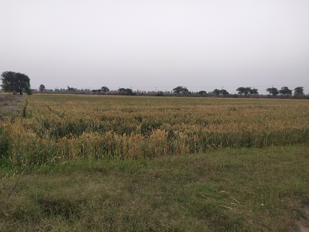 Agriculture Farm Land 8Acres Canal Touch For Sale