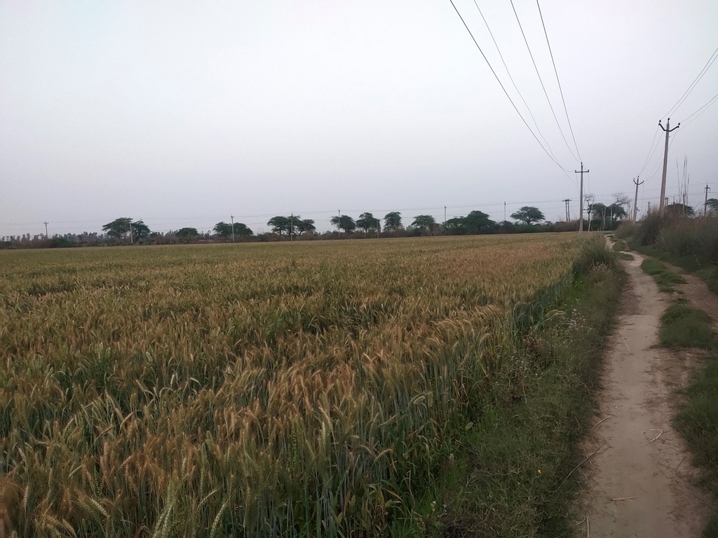 Agriculture Farm Land 8Acres Canal Touch For Sale
