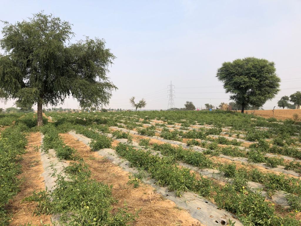 Farm Land For Farmhouse for sale near Neemrana Rajasthan