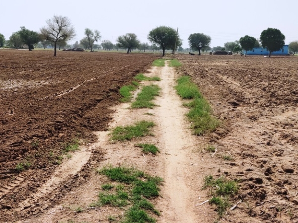 Agriculture Farm Land For Sale Near Kosli Rewari Haryana