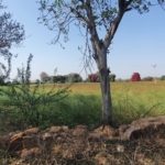 Farmland For Sale At Kharak Sohna, 5.75Acres 6km from ITC Grand Bharat Hotel