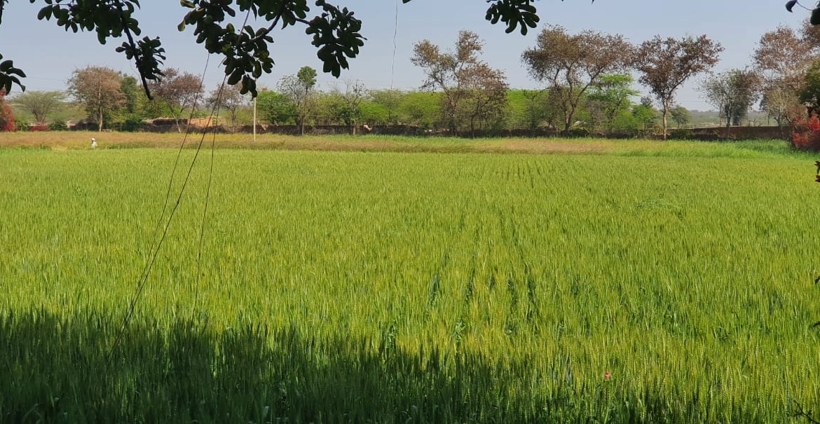 Farmland For Sale At Kharak Sohna, 5.75Acres 6km from ITC Grand Bharat Hotel