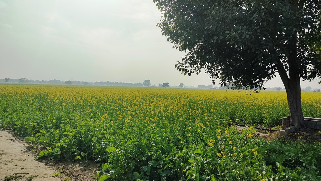 Agriculture Farm House Land Near Dharuhera Rewari Pataudi