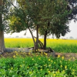 Agriculture Farm House Land Near Dharuhera Rewari Pataudi