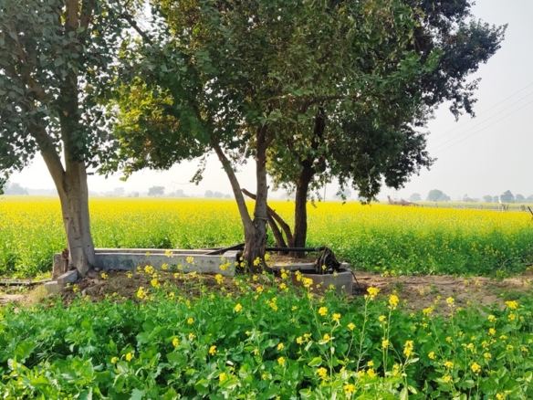 Agriculture Farm House Land Near Dharuhera Rewari Pataudi