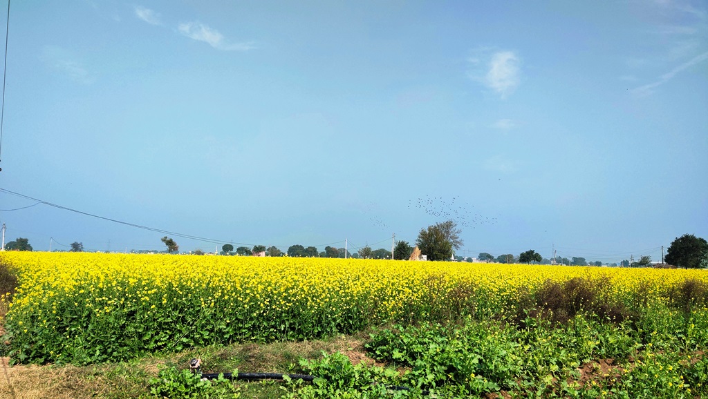 Agriculture Farm House Land Near Dharuhera Rewari Pataudi