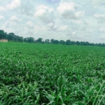 Agriculture Dairy Farm Land For Sale Near Gurgaon At Dharuhera Delhi Jaipur Highway Rewari