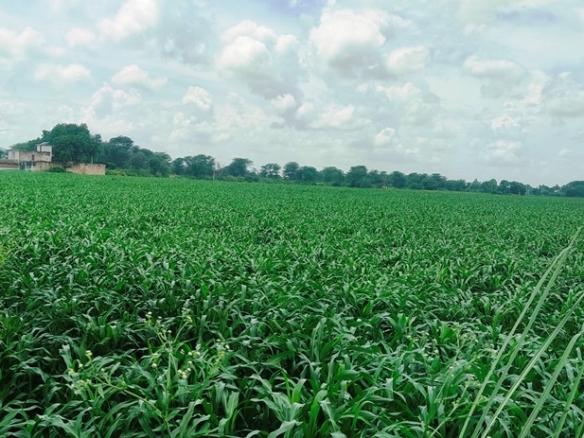 Agriculture Dairy Farm Land For Sale Near Gurgaon At Dharuhera Delhi Jaipur Highway Rewari