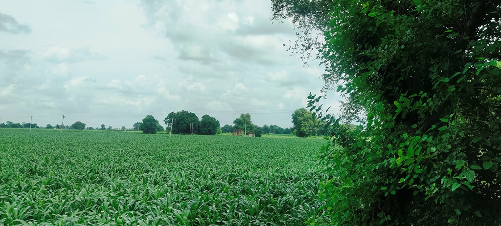 Agriculture Dairy Farm Land For Sale Near Gurgaon At Dharuhera Delhi Jaipur Highway Rewari