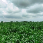 Agriculture Land For Sale Near Kanina Ateli Highway