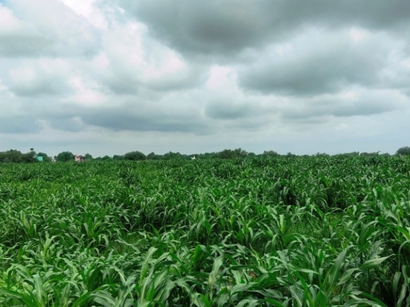 Agriculture Land For Sale Near Kanina Ateli Highway