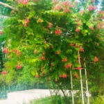 Agriculture Farm House Land for Sale Delhi Dera Mandi