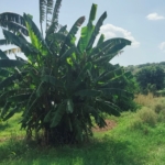 Agriculture Land For Sale In Gurgaon Near Golden Greens Golf & Resorts