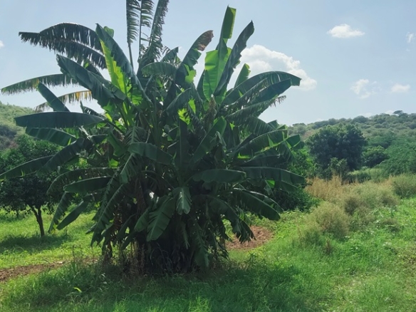 Agriculture Land For Sale In Gurgaon Near Golden Greens Golf & Resorts