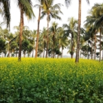 Land For Sale Kolkata West Bengal Near River Ganga