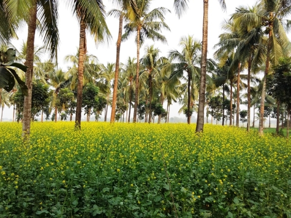 Land For Sale Kolkata West Bengal Near River Ganga