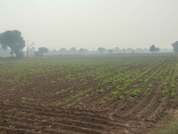 Cheap Agricultural Land For Sale In Haryana Near Gurawara Rewari Jhajjar Highway