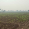 Cheap Agricultural Land For Sale In Haryana Near Gurawara Rewari Jhajjar Highway